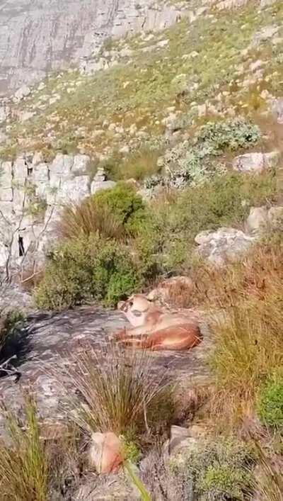 Caracal on Table Mountain. (not OC, from watsapp)