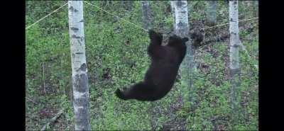 Bear hanging from tightrope!