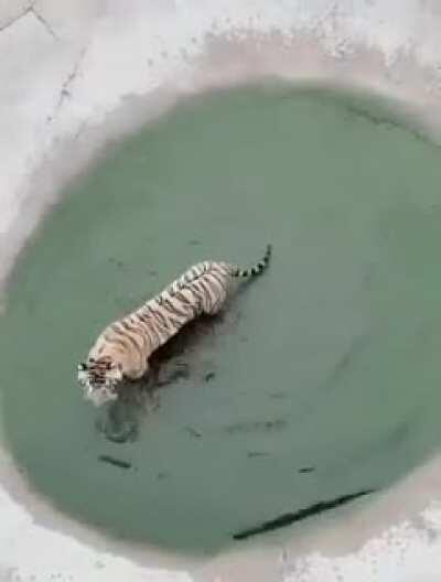 A Duck Trolling a Tiger