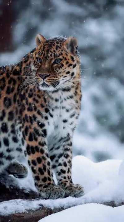 Amur leopard enjoying the snow 🐅 🎥 @itseriksen