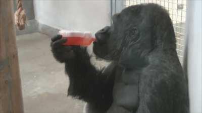 A Gorilla has a drink along with his snack