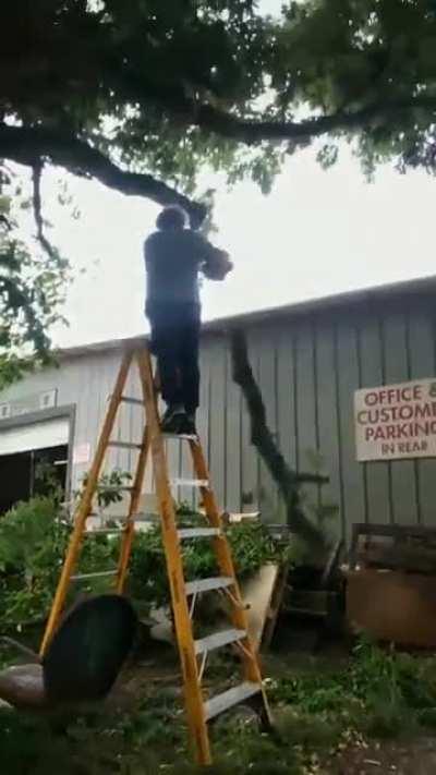 Tree vs Ladder