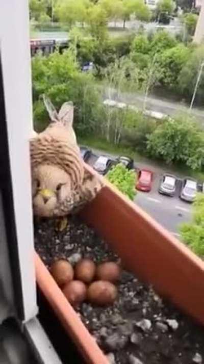 Person feeds mother hawk