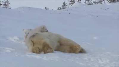 🔥 Momma bear and her cubs