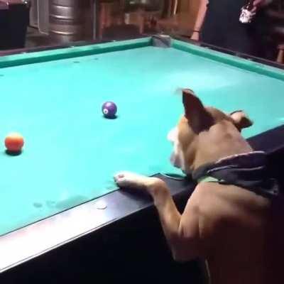 Pupper plays pool