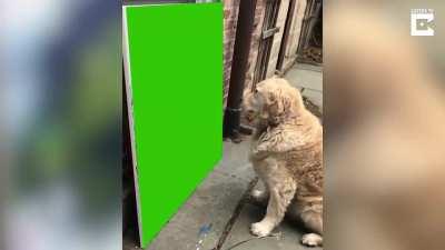 Dog staring at a painting