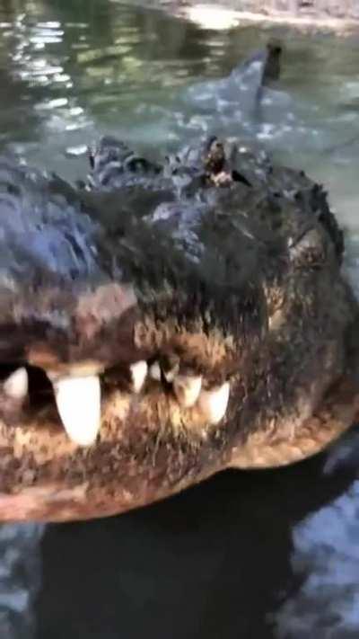 An alligator bellowing