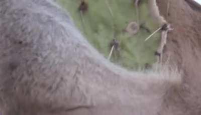 A camel eating a cactus. A camel's mouth is designed to chew on thorny plants.