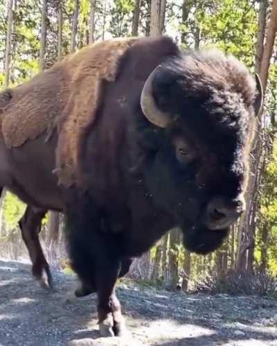 An absolute unit of a Bison