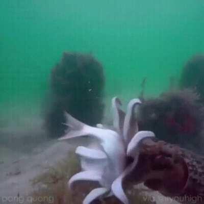 Cuttlefish eat by shooting out tentacles to grab and pull prey towards them.