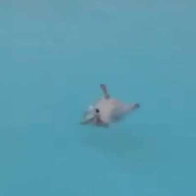 This dog is swimming backstroke