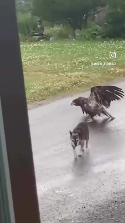 Eagle fights off two dogs