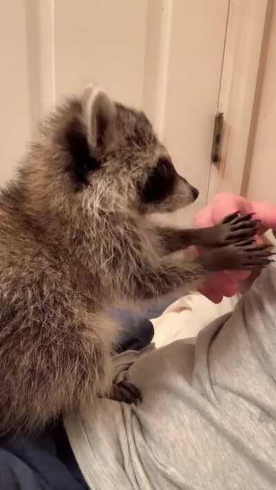 Hand massage from baby trash pandas are the BEST