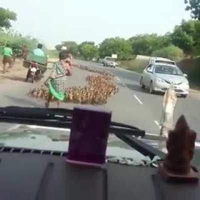 Just a few ducks crossing the road