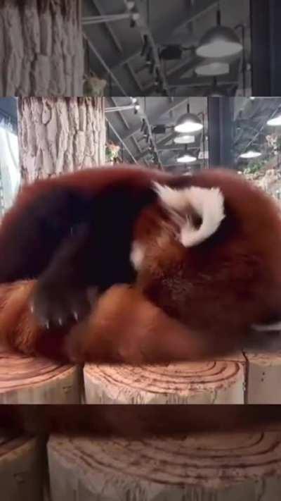 The red panda has his own comfortable pillow