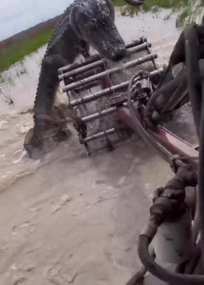 Gator in a crawfish field