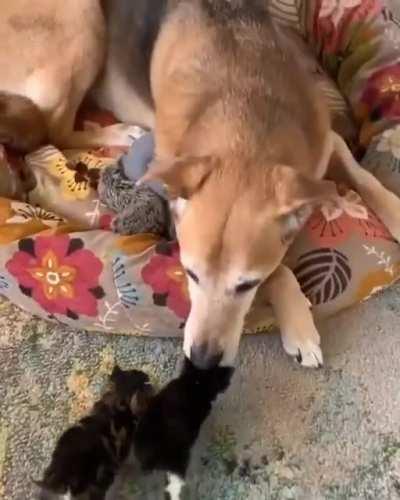 Sweet dog approached by two hoodlums who begin to attack him