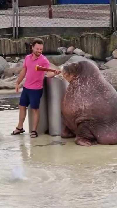 The mighty breath of a walrus.