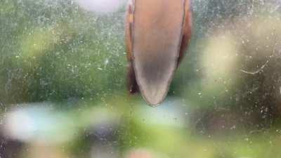 Mollusc on a window, only slightly sluggish.