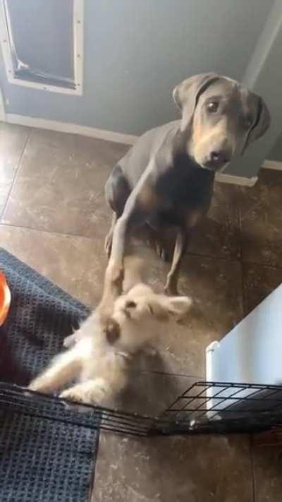 Dude! No treats until we both sit 🦴