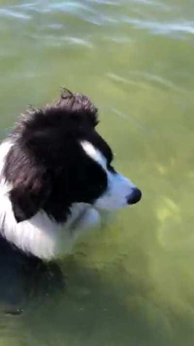 My pupper likes to stand on his hind legs and walk around in the lake.