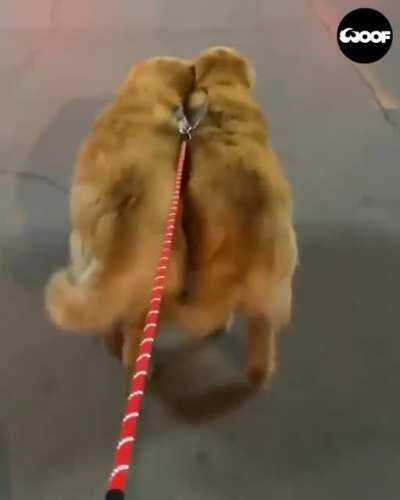 Synchronized dogs walking