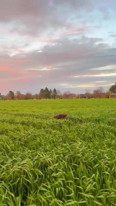 I am as happy as this dog when a guy brings me croissaaaaaaant😅🥐