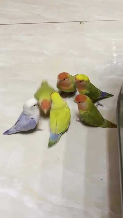 parrots meeting 🦜🦜