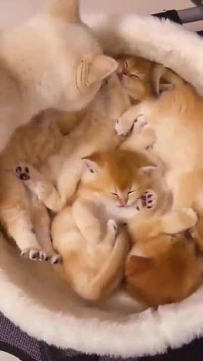 Mommy cat gently wakes up her kittens