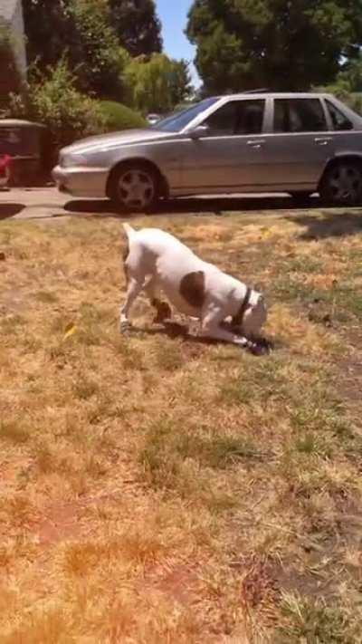 My friends dog burned his paws and is trying new booties. Bootie zoomies are really adorable!!!