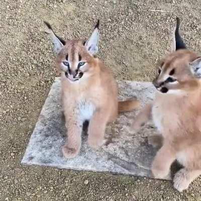 These Two Caracal Kittens