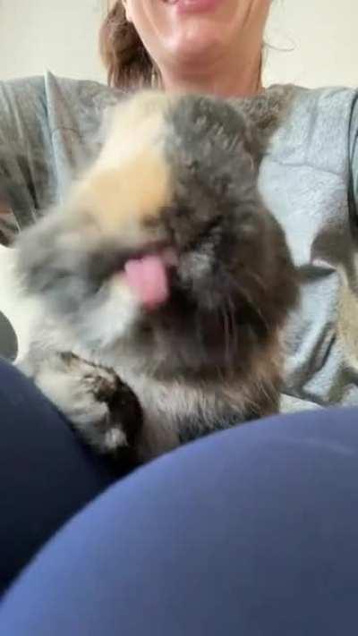 Hello, did someone order the mlems?