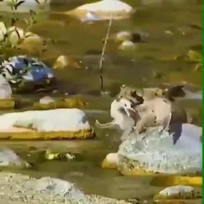 🔥 Killing two Birds with one Bobcat.