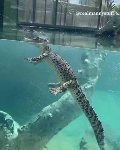 I will never get bored of crocodiles just floating around