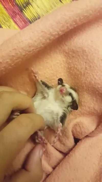 Sugar glider enjoying a massage