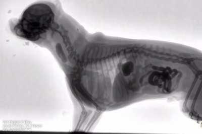 Anatomy of a dog swallowing