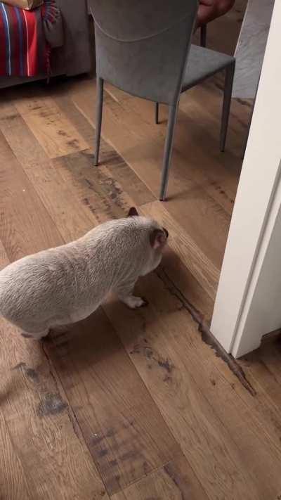 Piggy playing with his pig toy