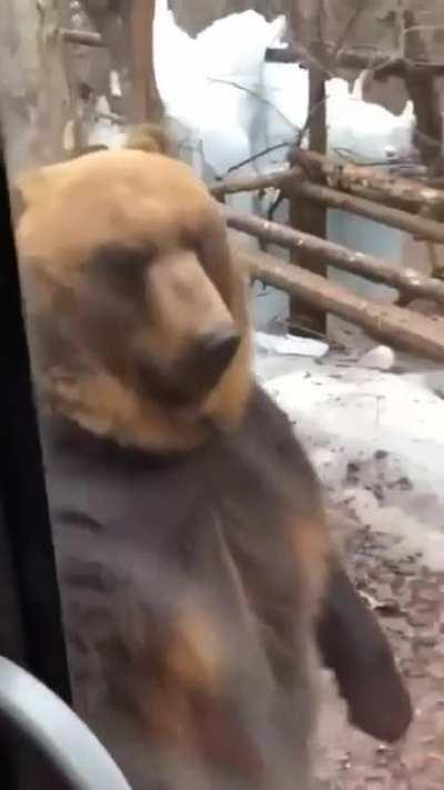 🔥 It's because I'm smarter than the average bear, Boo-Boo.