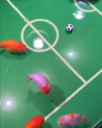 Fish playing soccer. 