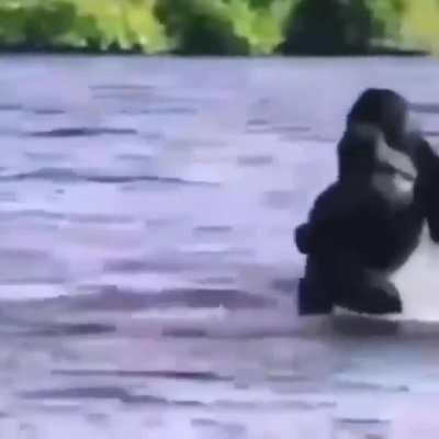 A Gorilla suddenly remembers he doesn't like swimming