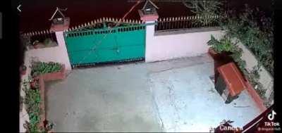 Leopard grabs a dog and jumps a fenced wall with it