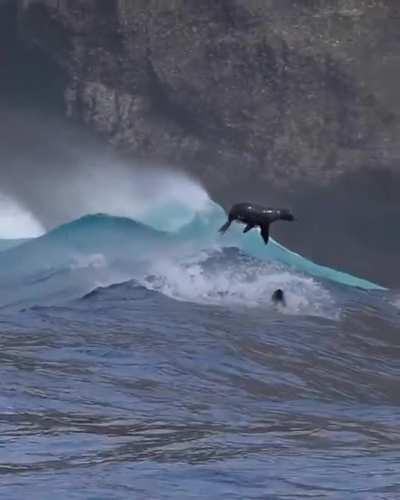 🔥 California Sea lions leaping through massive waves off Santa Barbara Island.