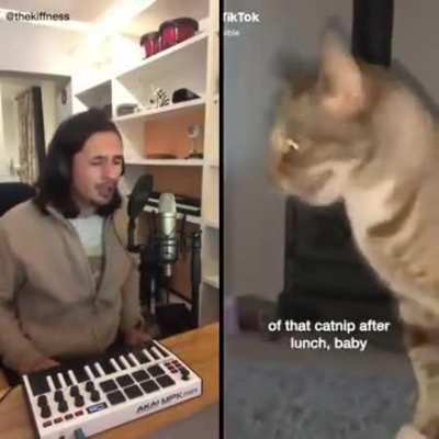 Sneezing cat song