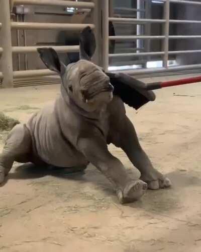 Baby rhino loves the broom