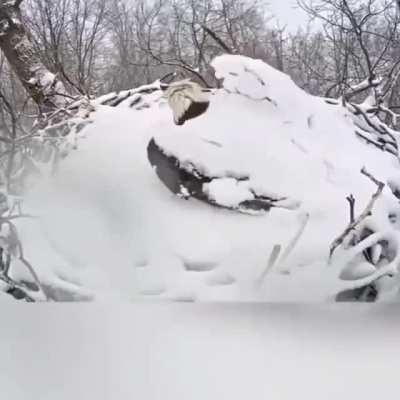 🔥 eagle waking up after a snowfall