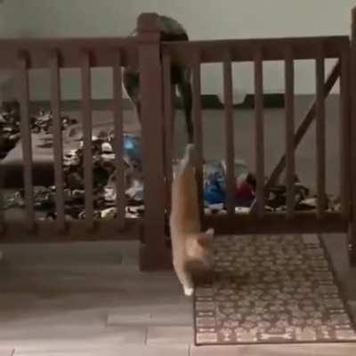 Stupid dog gets outwitted by a cat