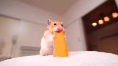 Nothing to see here, just a hamster noming on cheese