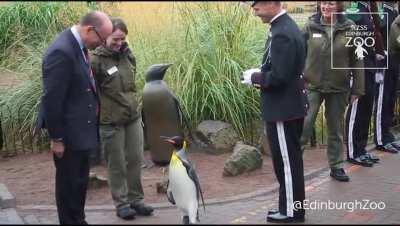 Real life Penguin trooper Sir Nils Olav III promoted to Brigadier of the Royal Norwegian Army