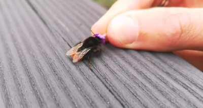 A kind person found a tired red-tailed bumblebee and offered her a bit of lavender