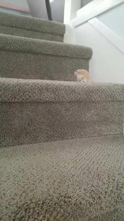 Theodore the hamster climbing up stairs